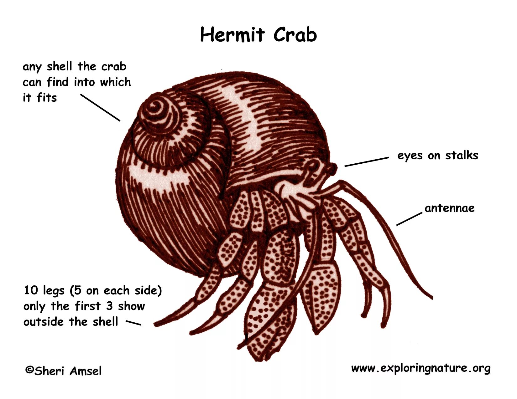 Краб перевод. Анатомия краба. Crab перевод. Sonaria краб. Hermit Crab Anatomy.