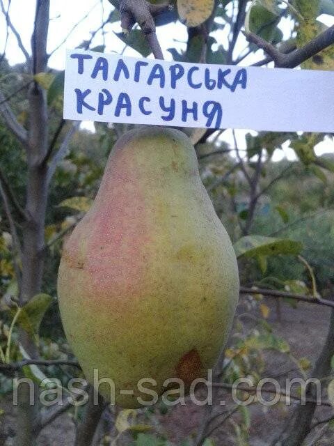 Груша Лесная красавица Талгарская. Сорт груши Талгарская красавица. Груша Талгарка зимостойкость Талгарская красавица. Талгарская красавица груша описание.