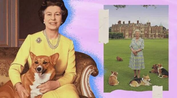 Руководство по воспитанию королевской собаки. Корги Елизаветы 2. Вельш корги Елизаветы 2. Корги собака Королева Англии.