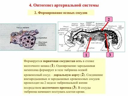 Развитие сосудов