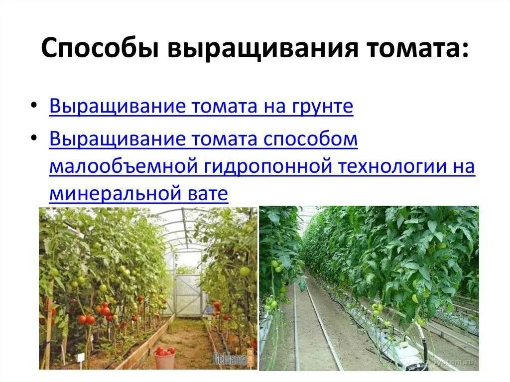 Выращивание помидоров для начинающих. Технология возделывания томата. Технология выращивания томатов. Способы выращивания помидоров. Технология возделывания томата в защищенном грунте.