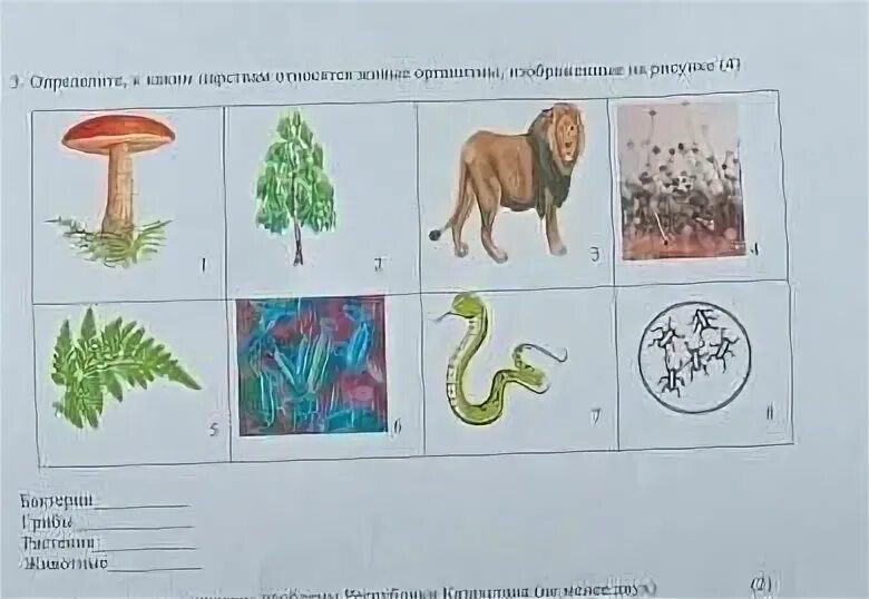 К каким царствам относят организмы изображенные на рисунке. Организм изображённый на рисунке относится к царству грибы. Организм какого царства изображен на рисунке. Организмы изображенные на рисунке относятся к.