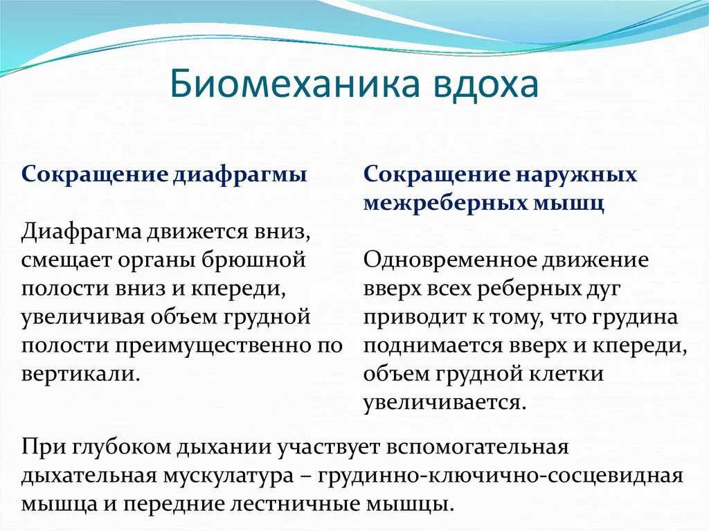 Акт дыхания человека физиология. Биомеханика вдоха и выдоха физиология. Биомеханика актов вдоха и выдоха. Механизм и биомеханика вдоха и выдоха. Вдох особенности