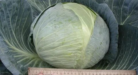 Капуста ларсия
