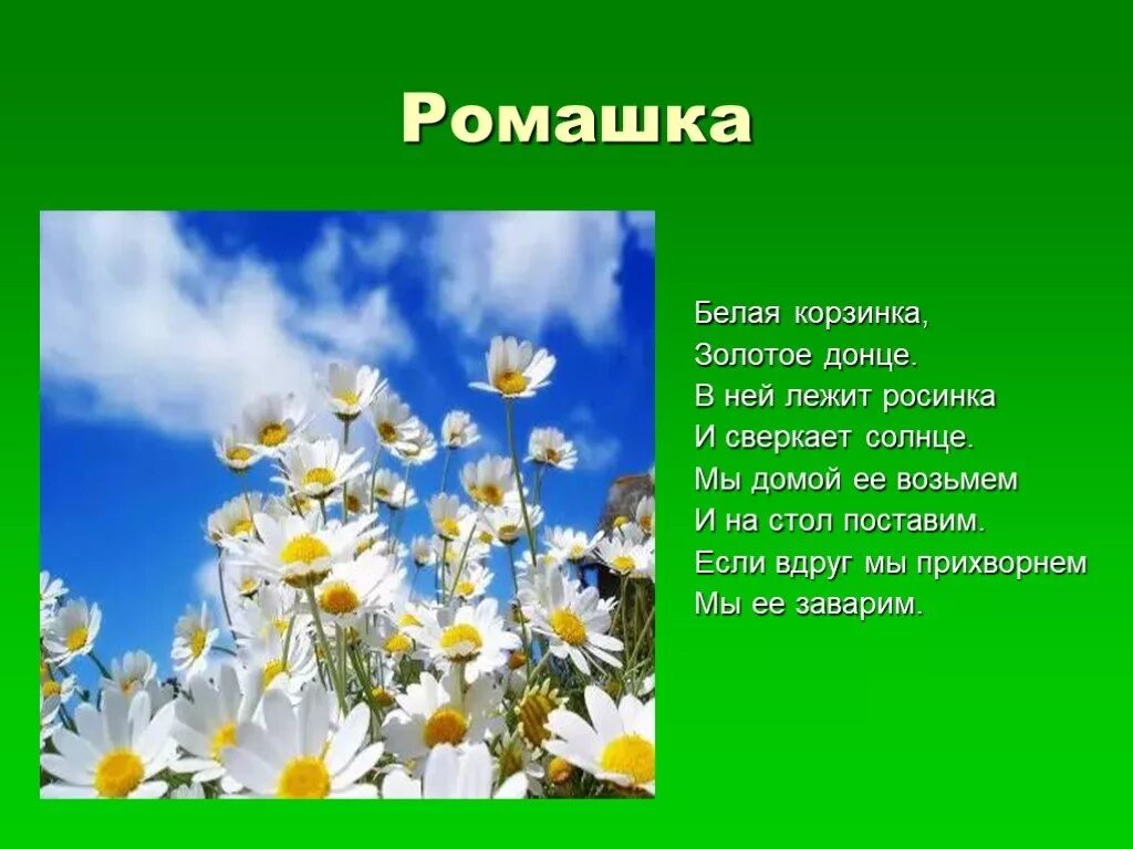 Отгадай загадку белая корзинка золотое донце. Маленький рассказ о ромашке. Ромашка для презентации. Рассказ о ромашке. Доклад про ромашку.