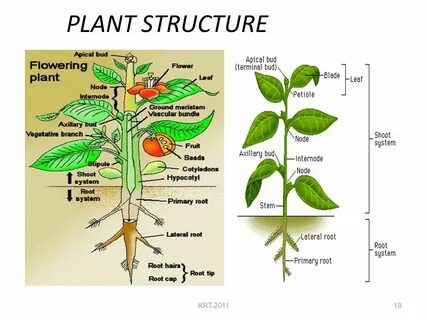 Plant structure