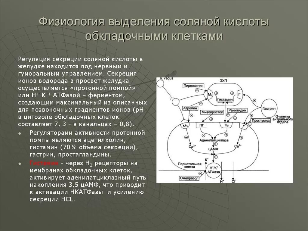 Механизм секреции соляной кислоты париетальной клетки. Регуляция секреции соляной кислоты. Механизм образования соляной кислоты. Регуляция секреции HCL.