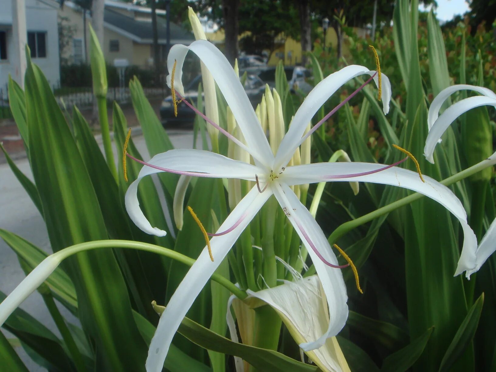 Кринум эрубесценс. Кринум Мура. Кринум Капский. Кринум Мура Crinum moorei.