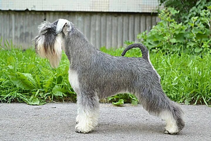 окрас перец с солью