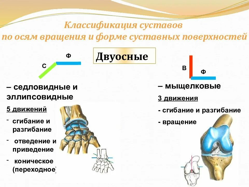 Какой сустав изображен. Формы суставов. Типы суставов. Строение и классификация суставов. Классификация суставов анатомия.