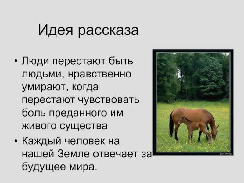 Почему плачут лошади краткое содержание. О чём плачут лошади. рассказ о чём плачут лошади. о чем плачут лошади: рассказы. о чем плачут лошади главная мысль.