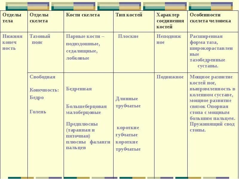 Таблица тип скелета. Строение скелета верхней конечности таблица. отделы скелета нижней конечности человека таблица. отдел скелета верхних конечностей таблица. соединение костей таблица 8 класс биология.