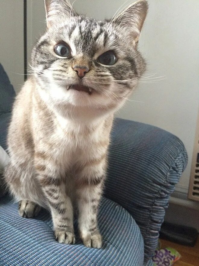 Глупый кот. Серьезный кот. дебильный кот. смешная морда кота.