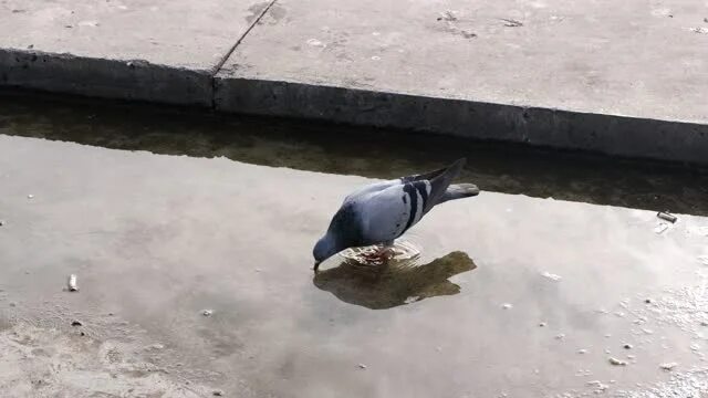 Голубь пьющий воду. Голубь пьет из лужи. Голуб пёт вода. Голуби пьют воду. Птицы пьют воду из лужи.