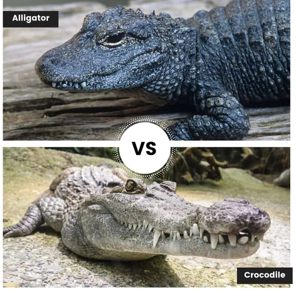 Аллигатор и крокодил отличия. Кайман vs аллигатор. крокодил vs аллигатор. кайман аллигатор крокодил сравнение.