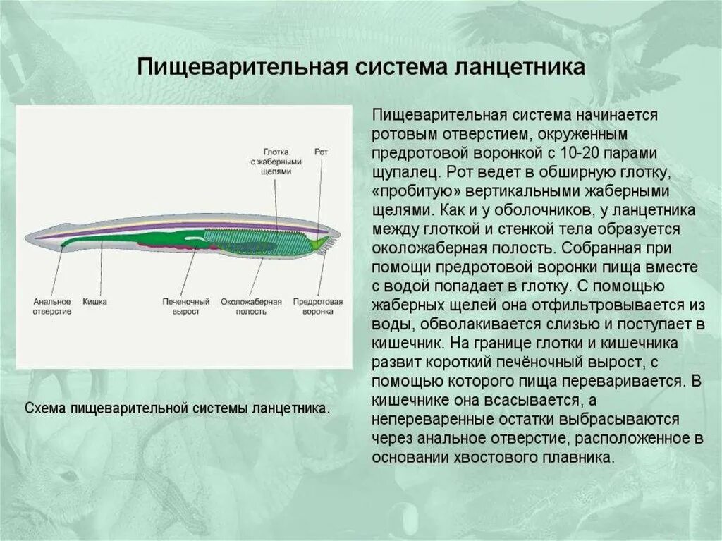 Дыхательная система ланцетника. Пищеварительная система ланцетника схема. Строение пищеварительной системы ланцетника. Схема строения ланцетника. Класс рыбы ланцетники