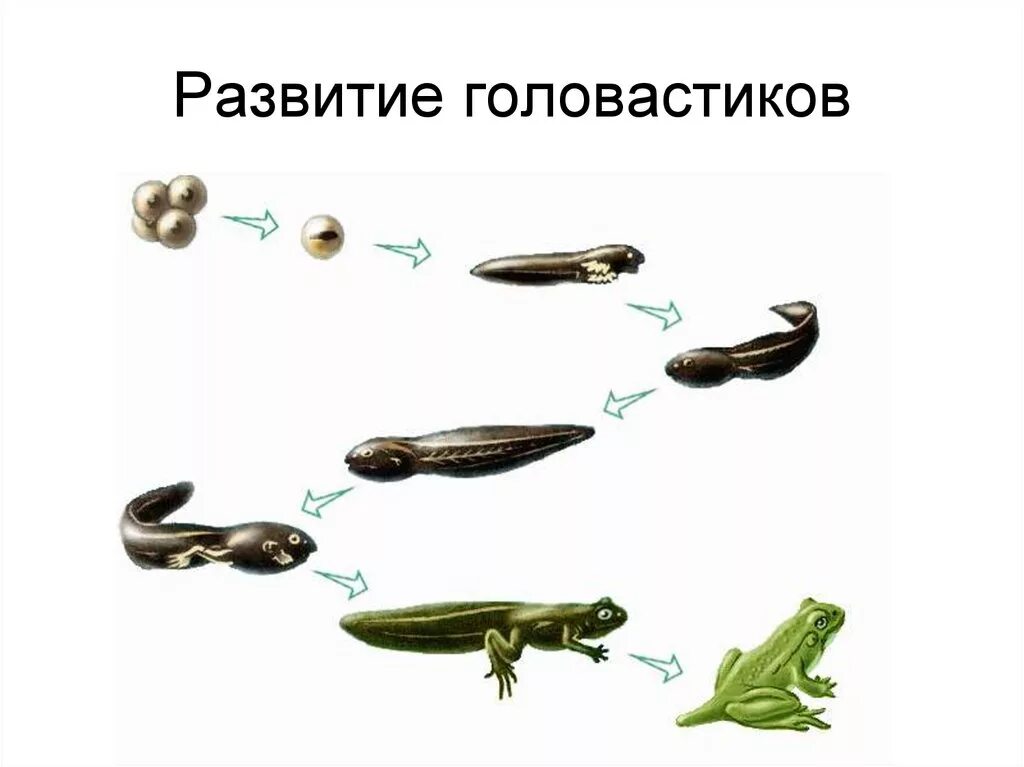 Развитие головастика земноводных. Стадии развития головастика лягушки. Цикл развития головастика. Этапы развития головастика. Этапы развития земноводных 7 класс биология.