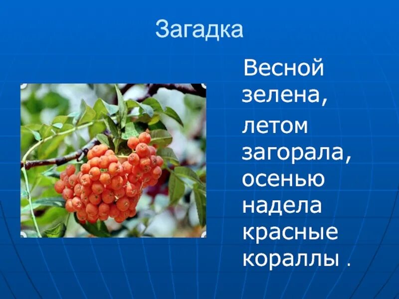 Загадка весной зеленела летом загорела осенью надела красные кораллы. Весной зеленела летом загорала осенью надела красные кораллы. Весенние загадки. Загадка весной зеленела летом загорела осень. Весной зеленела летом загорела осень одела красный коралл.