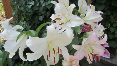 Лилия амур