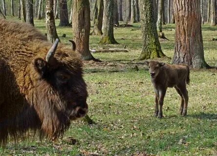 Заповедник с зубрами на букву м