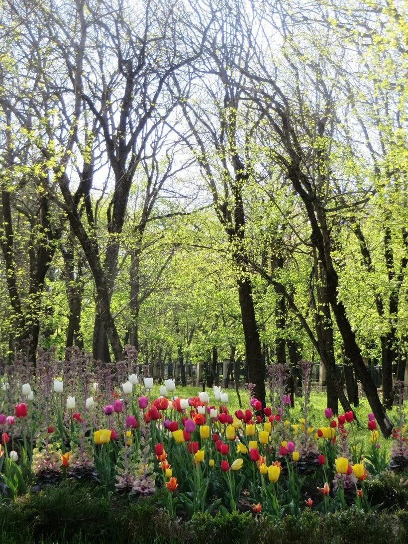 Кисловодский парк весной. Парк Ессентуки весной. Курортный парк Ессентуки весной. Ессентуки в апреле.