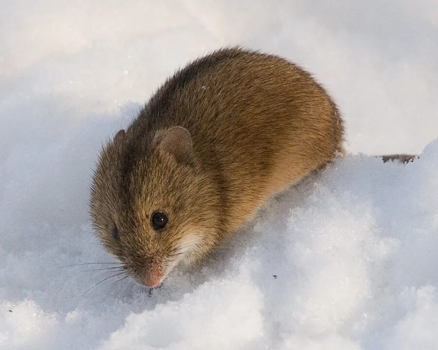 Полевые мыши зимой. Мышь полевка с коротким хвостом. Обыкновенная полёвка. Мышь полевка зимой. Восточноевропейская полёвка.