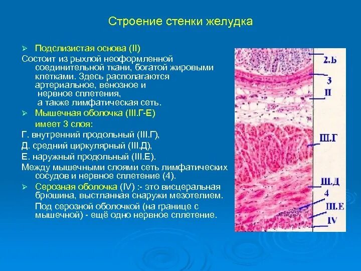 Строение стенки ЖКТ анатомия. Строение стенки желудка слои. Структура слизистой оболочки желудка. Слои мышечной ткани желудка.