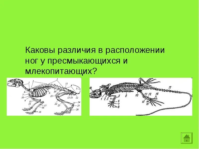 Конечности их функции пресмыкающихся и млекопитающих. Расположение конечностей у пресмыкающихся. расположение конечностей у земноводных и пресмыкающихся. расположение конечностей у рептилий. расположение конечностей у пресмыкающихся и млекопитающих.