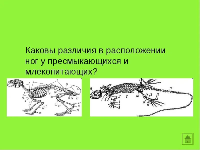 Легкие млекопитающих и пресмыкающихся. Расположение конечностей у пресмыкающихся. Расположение конечностей у земноводных и пресмыкающихся. Расположение конечностей у рептилий. Расположение конечностей у пресмыкающихся и млекопитающих.