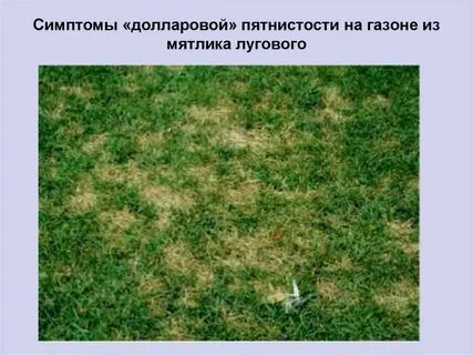Клевер луговой среда обитания наземно воздушная