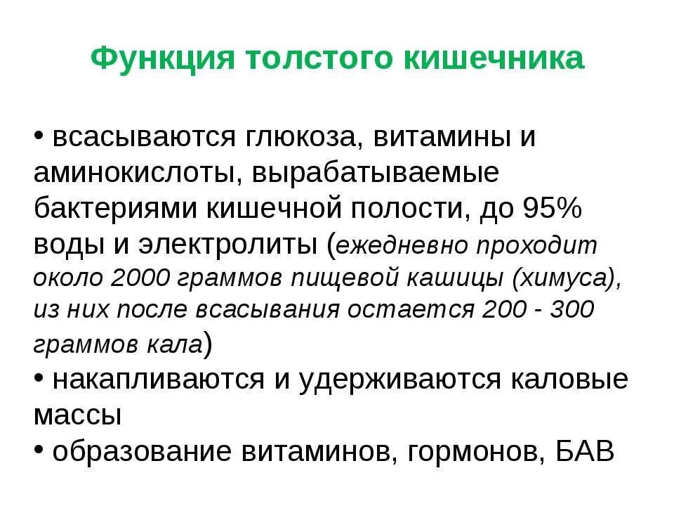 Какие функции характерны для толстой кишки. Какие функции характерны для толстой кишки