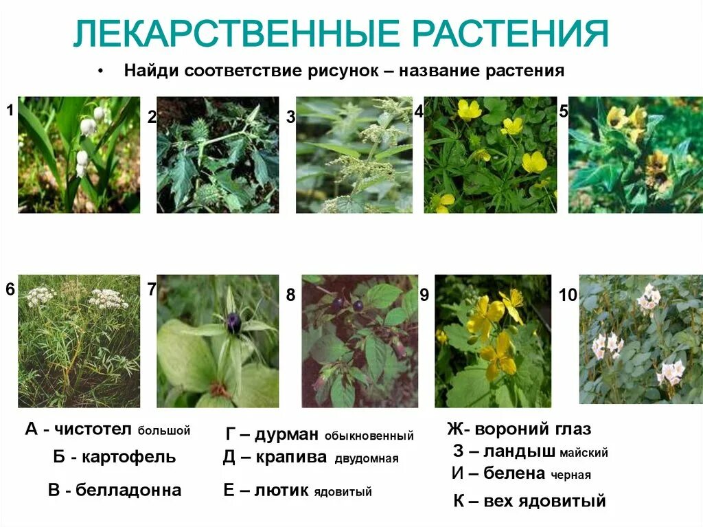 Полные названия растений. Лекарственные растения. Лекарственные растения названия. Травянистые растения. Лечебные растения названия.