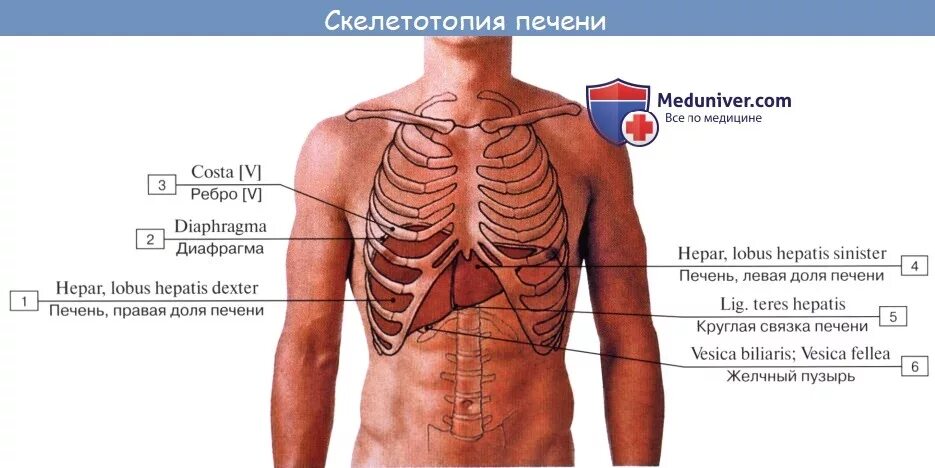 В какой части печень. Печень анатомия человека скелетотопия. Топография печени скелетотопия. Границы печени скелетотопия.