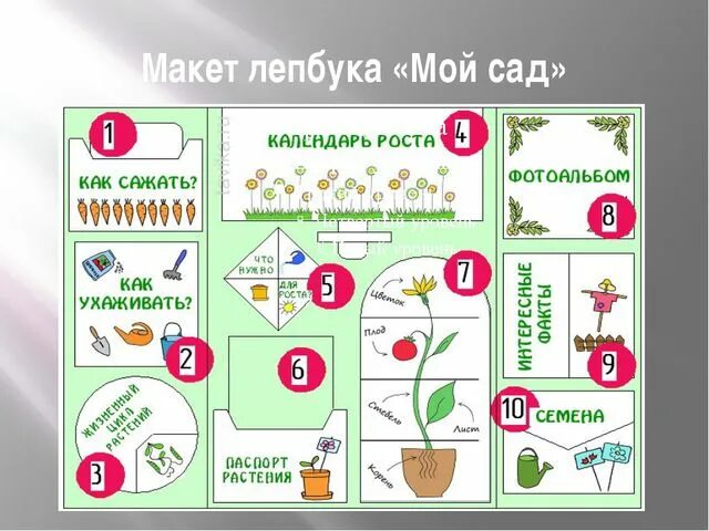 Планирование по теме комнатные растения. Календарь роста растений в детском саду. схема посадки растений для детей. схема посадки растений для дошкольников. наблюдение за растениями в детском саду.