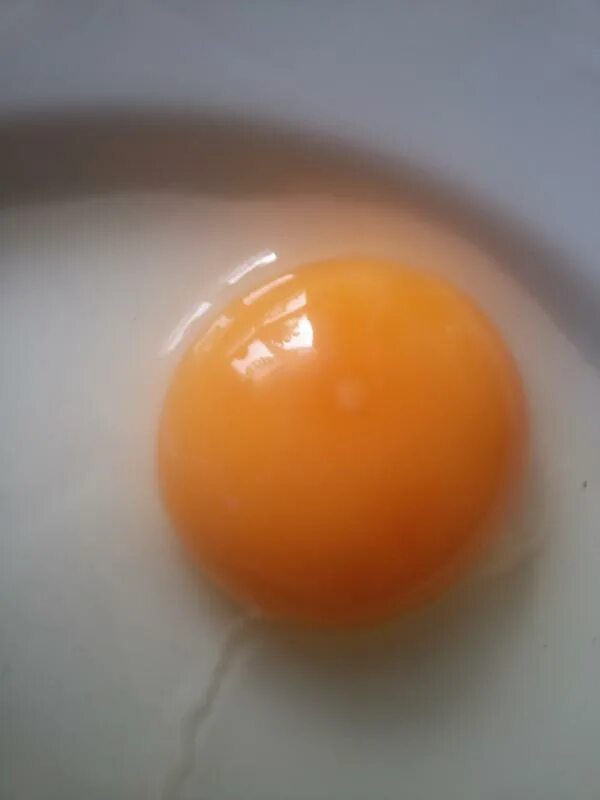 Оплодотворенное ли яйцо. Яйцо оплодотворенное и неоплодотворенное. Оплодотворенное куриное яйцо. Желток оплодотворённого яйца.