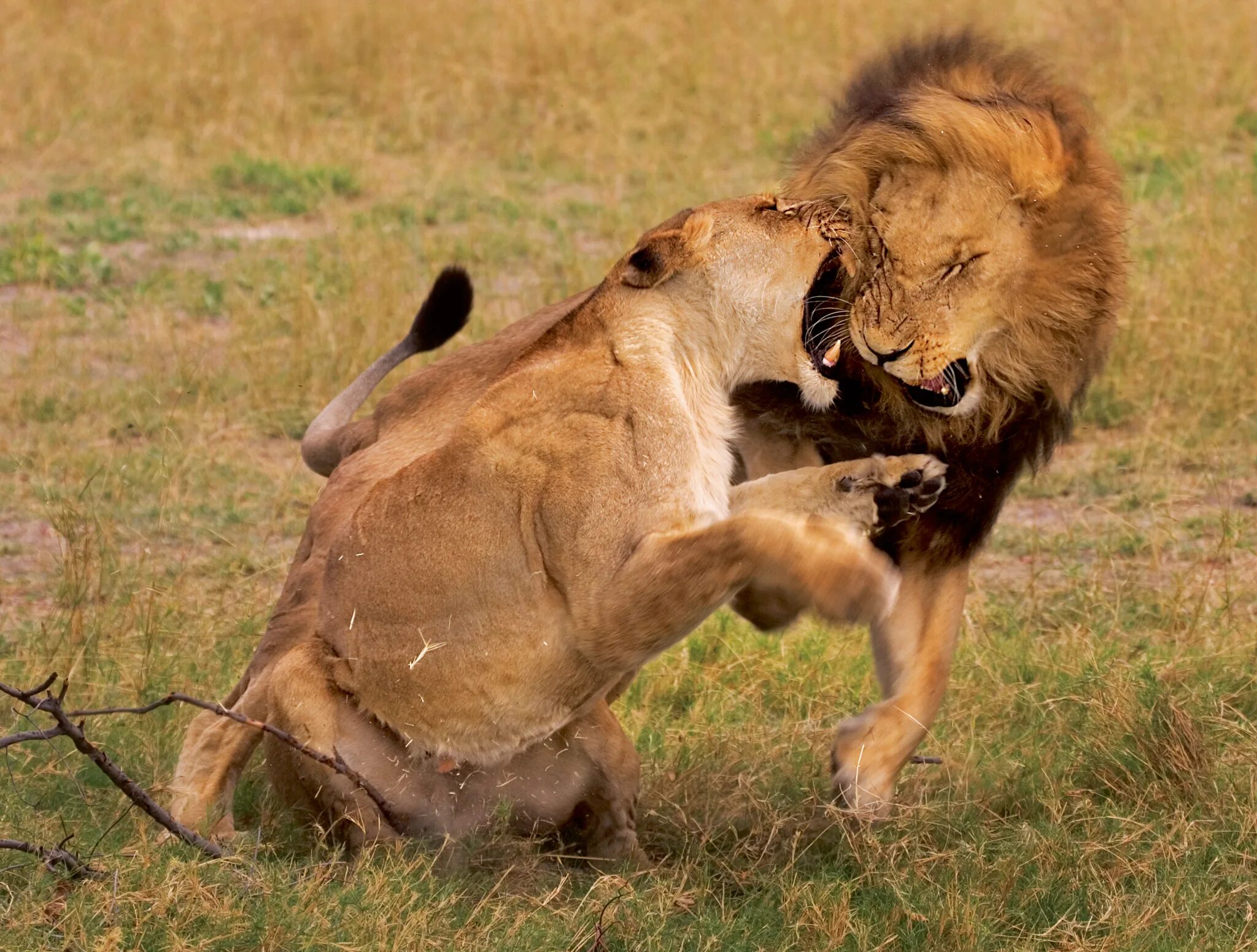 самка гоняет самца. охота леопарда на бородавочника. борьба за самку у животных. половое поведение животных. животные дерутся.