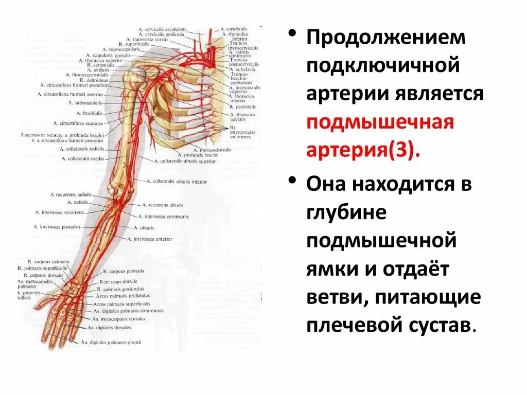 Ветви подключичной артерии схема. Подключичная артерия схема. Ветви подключичной артерии схема анатомия. Схема сосудов подключичной артерии. Кровообращение верхней конечности