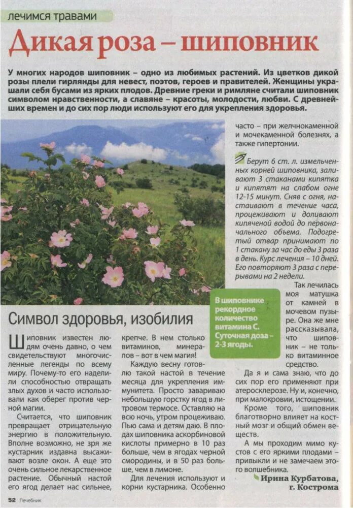 Полезное растение шиповник. Лепестки шиповника полезные свойства. Лепестки шиповника полезные свойства. Лепестки шиповника полезные свойства. Чем полезен шиповник.