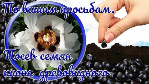 Как размножаются пионы семенами