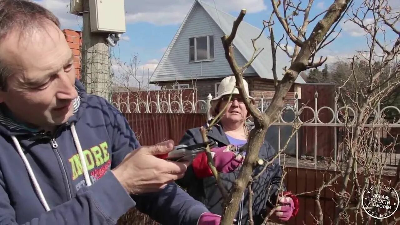 Форум вестник садовода алексеем степановым. Вестник садовода розы с Алексеем Степановым. Выращиваем розы с Алексеем Степановым.