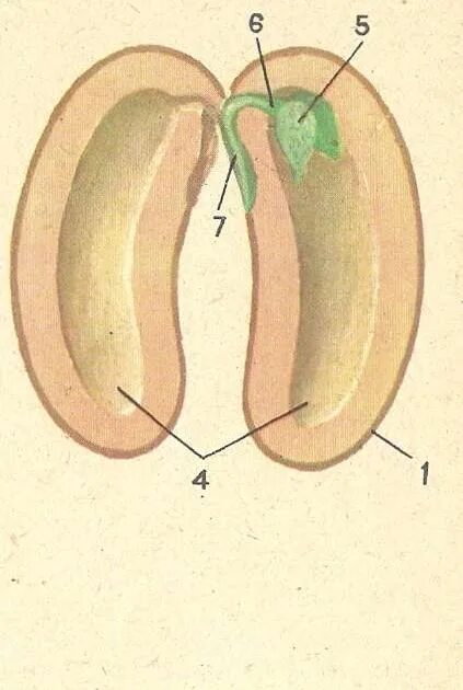 Зародышевойкорешок фасоли. Зародышевый корешок у фасоли. Зародыш и зародышевый корешок фасоли. Зародышевый корешок семени фасоли.