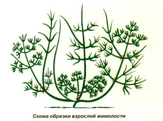 Обрезка кустарника жимолость. Схема посадка кустарников жимолости. Правильная обрезка жимолость схема. Чубушник формирование куста. Правильная обрезка жимолости весной.