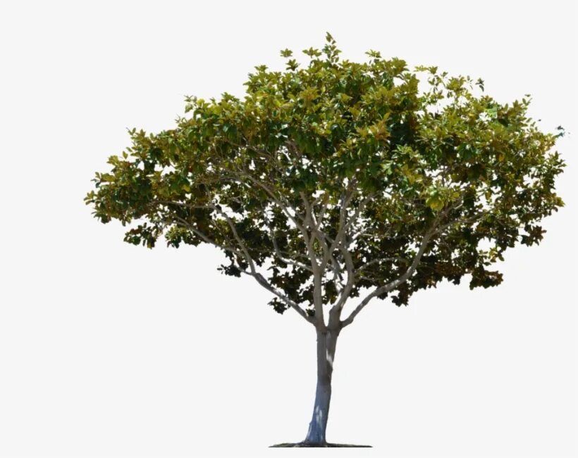 Go tree