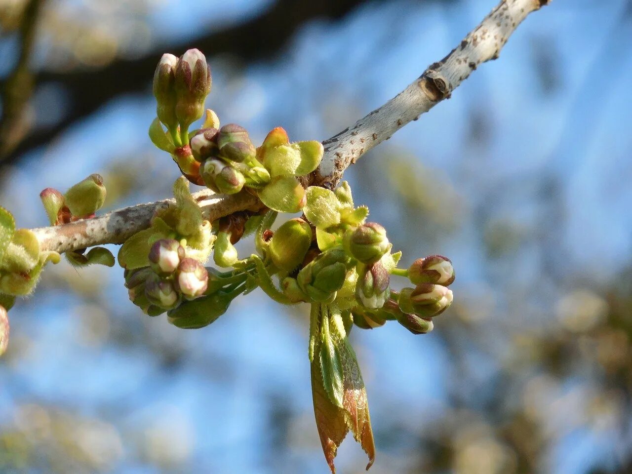 Ива кубанская бруньки. Бруньки ясеня. Почки на деревьях весной. Почки на деревьях весной. Набухла почка.