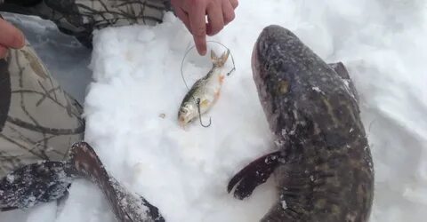 Где лучше ловить налима