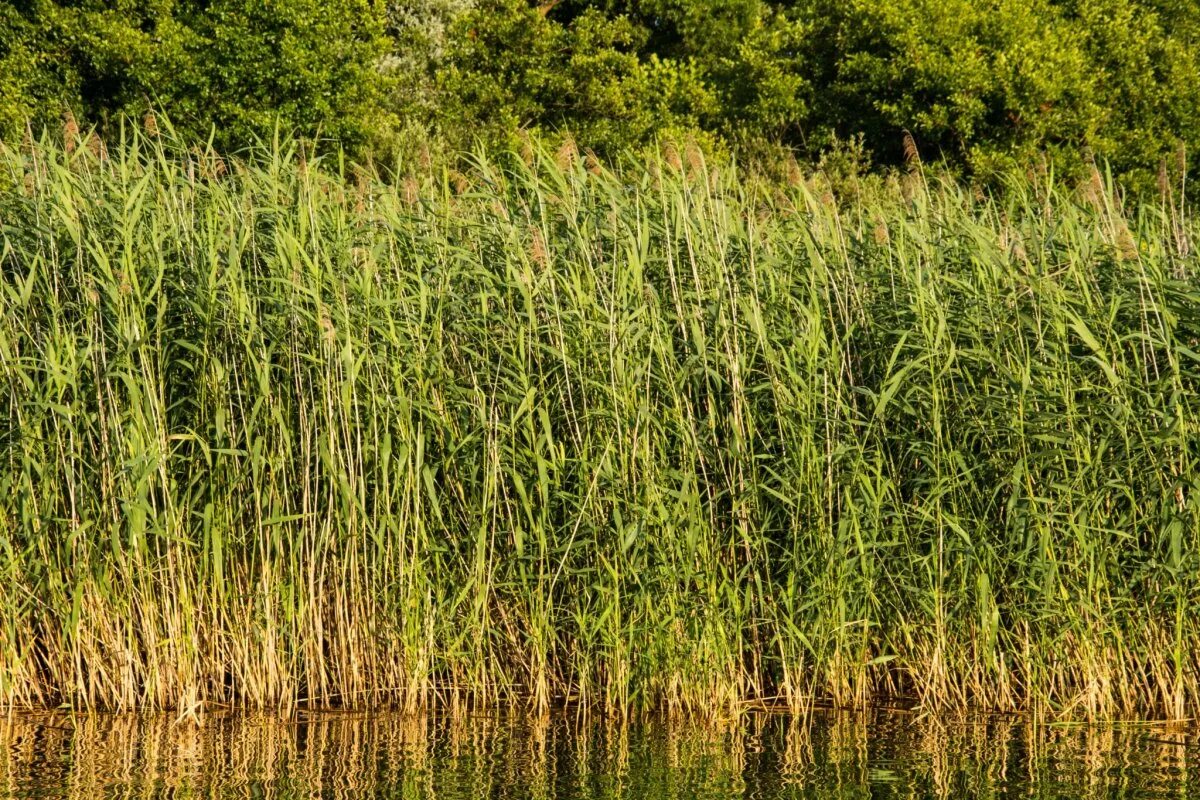 Тростник южный. Тростник Южный phragmites Australis. Тростник обыкновенный phragmites Australis. Тростник обыкновенный (Очерет). Тростник обыкновенный (phragmites communis.