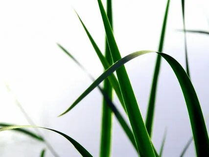 Grass plant