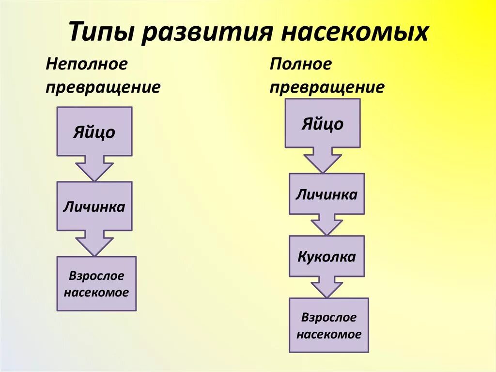 Развитие с полным и неполным превращением. Развитие насекомых с полным превращением и неполным превращением. Развитие с полным превращением развитие с неполным превращением. Типы развития насекомых схема. Полный метаморфоз стадии