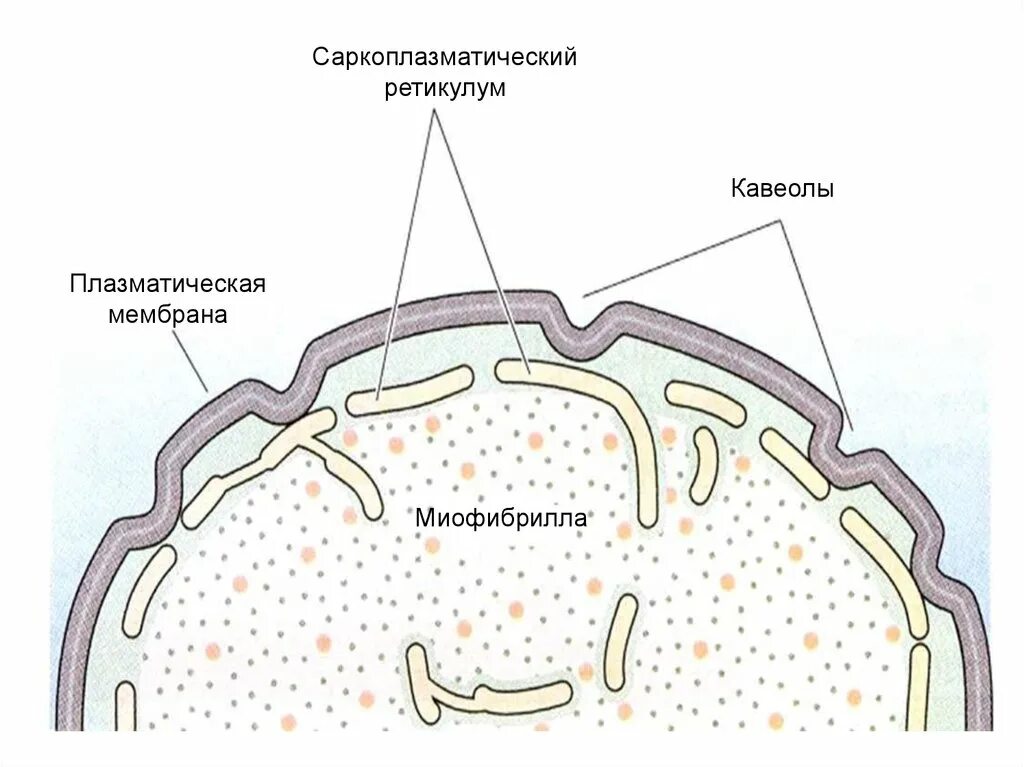 Цистерны саркоплазматического ретикулума. Саркоплазматическая мембрана. саркоплазма ретикулум. саркоплазматический саркоплазматический ретикулум. строение саркоплазматического ретикулума рисунок.