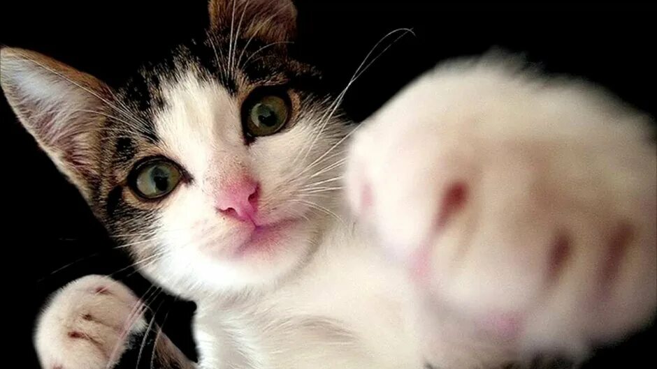 Кот дай дай видео. Котик тыкает лапкой. Милая кошка пранк. Кот дай дай видео. Кот дай дай видео.